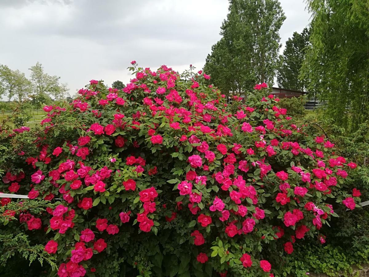 Az.Agr.Cascina Moretta Momo ภายนอก รูปภาพ